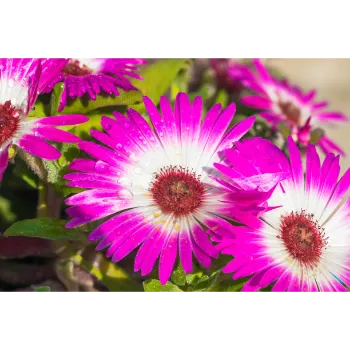 Fresh Gerbera Daisy Plant